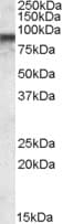 IHC-plus™ COG7 Antibody (aa741-752)
