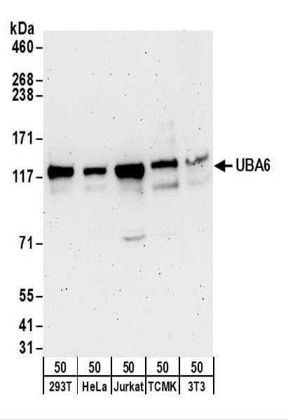 IHC-plus™ Polyclonal Rabbit anti-Human UBE1L2 / UBE1L2 Antibody (aa775-825, IHC, WB)