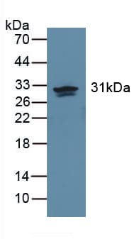 CA2 / Carbonic Anhydrase II Antibody (APC)