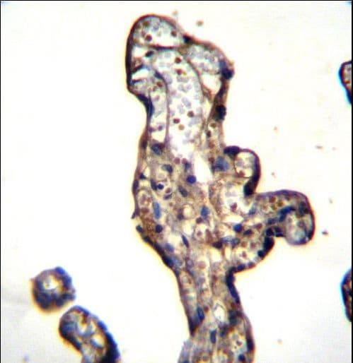 SLC15A3 Antibody (aa168-197)