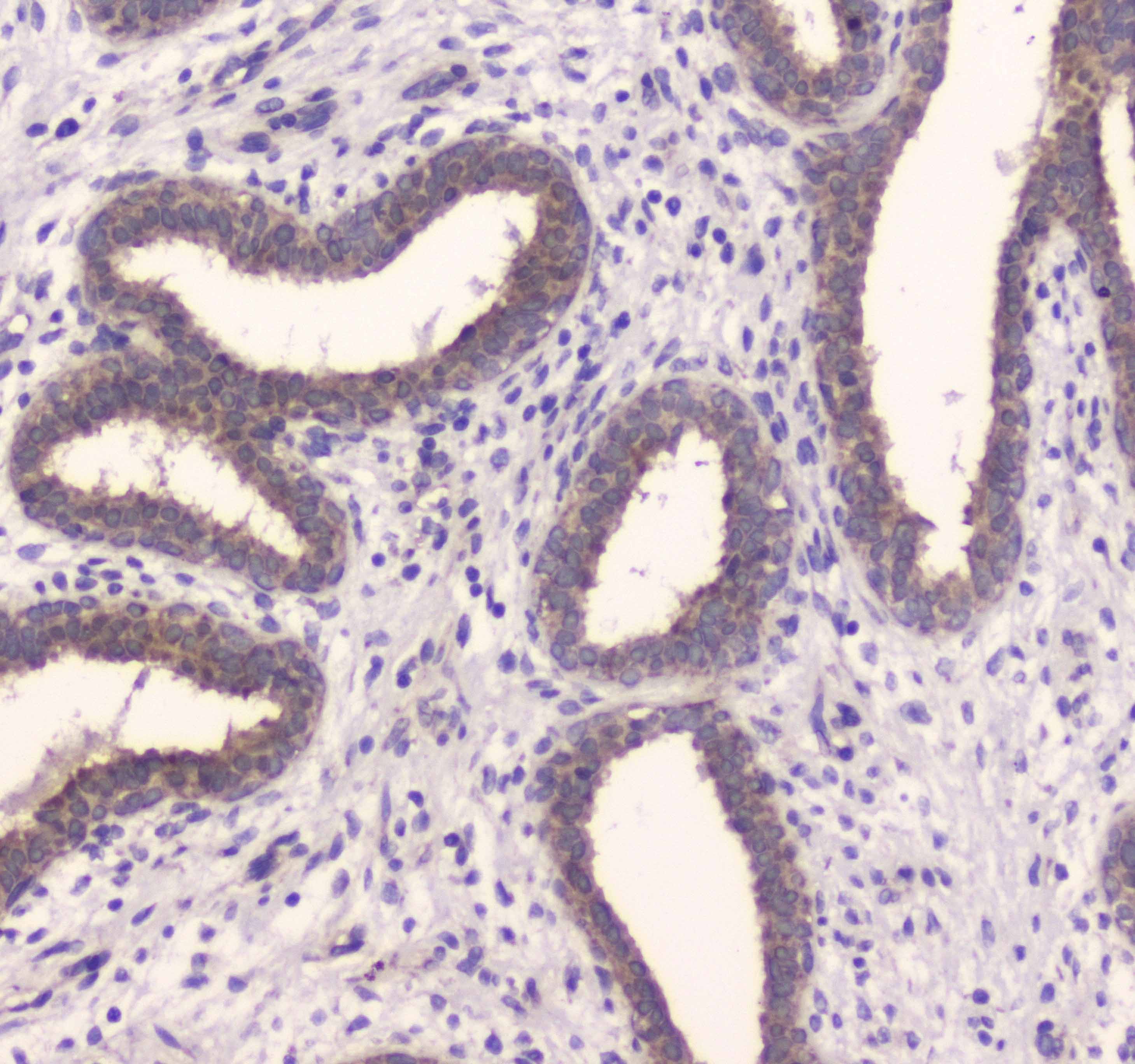 IDE Antibody