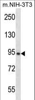 GRAMD1A Antibody (aa267-296)