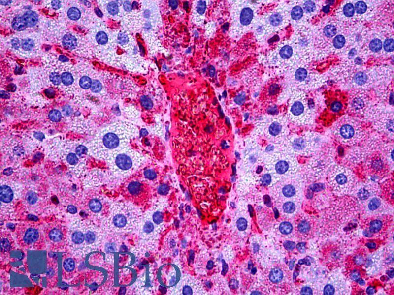 IHC-plus™ Polyclonal Rabbit anti-Mouse APOA1 / Apolipoprotein A 1 Antibody (IHC, WB)