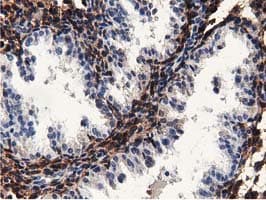 MICAL1 / MICAL Antibody (clone OTI4B1, Carrier-free)