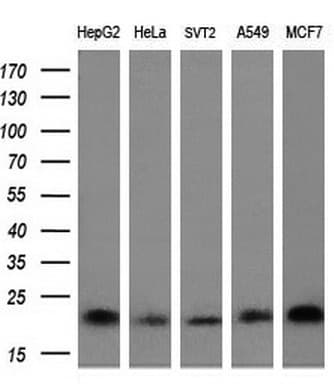 HRAS / H-Ras Antibody (clone OTI1C8, Carrier-free)