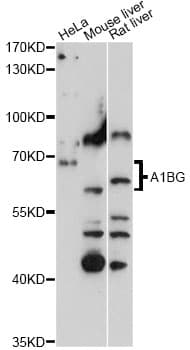 Polyclonal Rabbit anti-Human A1BG Antibody (IF, WB)