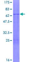 Human ATF5 Protein (Recombinant GST)
