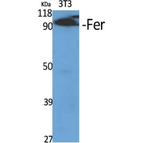 FER Antibody (340-420 aa)