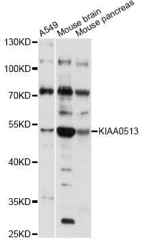 KIAA0513 Antibody
