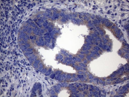 SDHB Antibody (clone OTI2A1)