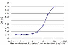 EEF1D Antibody (clone 4B12)