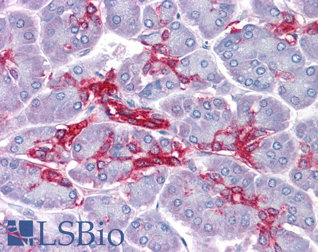 IHC-plus™ Monoclonal Mouse anti-Human ANXA4 / Annexin IV Antibody (clone 1D3, IHC, WB)