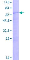 Human CD2 Protein (Recombinant GST)