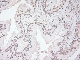 VEGFA / VEGF Antibody (clone OTI2F7)