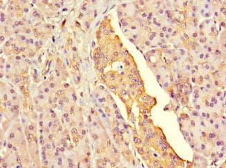 G6PC2 Antibody