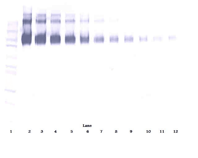 EGFR Antibody