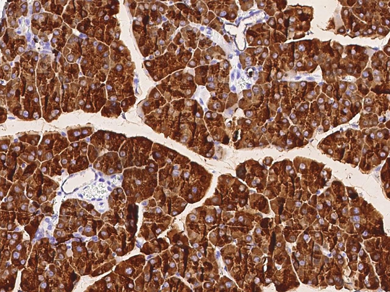 Monoclonal Rabbit anti-Mouse CEL / Carboxyl Ester Lipase Antibody (clone 063, Preservative Free, IHC)