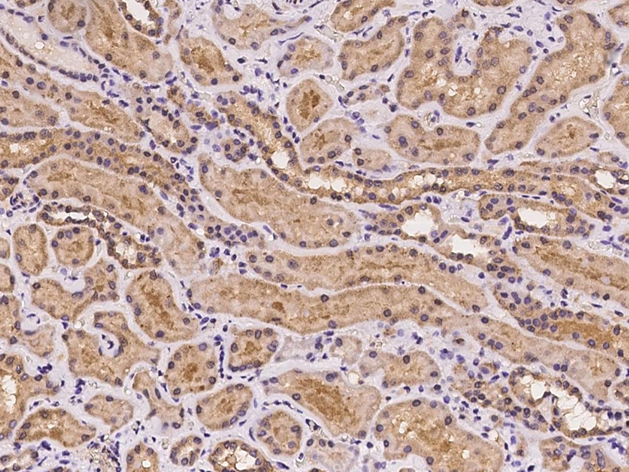 GNPDA1 Antibody