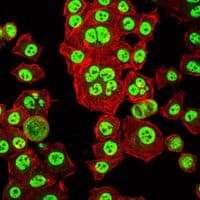OTX2 Antibody (clone 1H12C4B5)