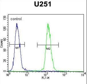 Polyclonal Rabbit anti-Human IPCEF1 / PIP3E Antibody (aa313-341, WB)