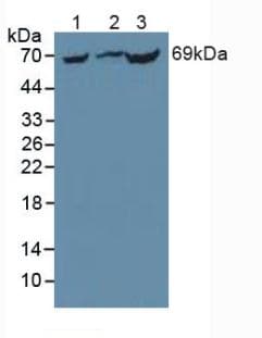 PCK1 Antibody (aa312-563)