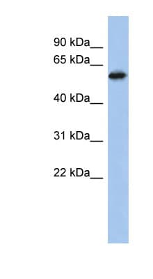 Polyclonal Rabbit anti-Human ZNF496 / NZIP1 Antibody (aa431-480, WB)