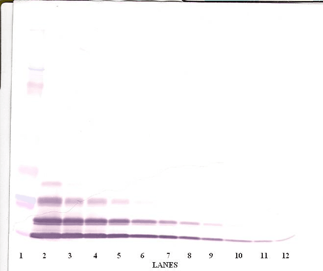 MIP2 / GRO2 / CXCL2 Antibody (Biotin)