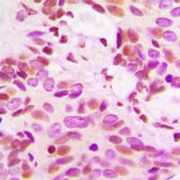 Polyclonal Rabbit anti-Human Histone H3 Antibody (N-Terminus, IHC, IF, WB)