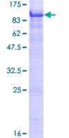 Human POLI Protein (Recombinant GST)