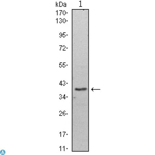 WDR5 Antibody