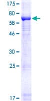 Human KIAA0226 / RUBICON Protein (Recombinant GST)