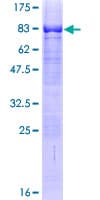Human ZNF410 Protein (Recombinant GST)