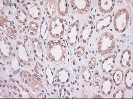 Monoclonal Mouse anti-Human STAT4 Antibody (clone OTI2A2, IHC, WB)