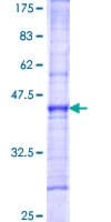 Human ATP11C Protein (Recombinant GST, N-terminus)