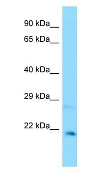 CXXC4 Antibody (aa293-342)