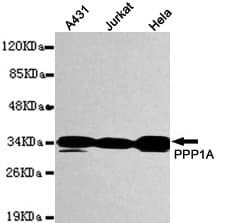 PPP1CA / PP1-Alpha Antibody