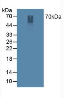 PathPlus™ SYN1 / Synapsin 1 Antibody (aa113-420)