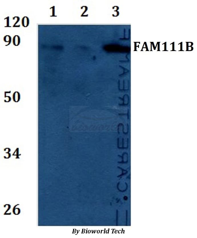 Polyclonal Rabbit anti-Human FAM111B Antibody (WB)