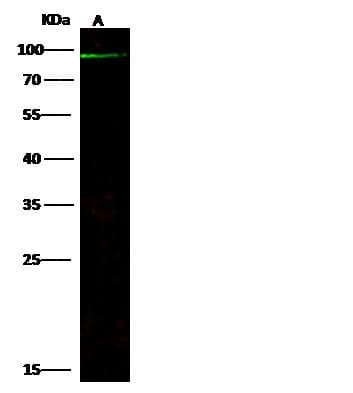ABCB5 Antibody (Preservative Free)