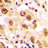 AP-1 / JUND Antibody (C-Terminus)