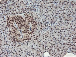 POLR2E Antibody (clone OTI3B5, Carrier-free)
