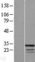 FAM133B Protein (Over-Expression Lysate Myc-DDK (Flag))