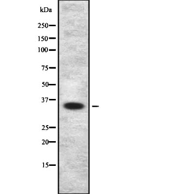 MAGEA9 Antibody