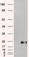 NEUROG1 / NGN1 / Neurogenin 1 Antibody (clone OTI15A7, Carrier-free)
