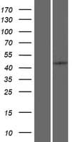 PCID2 Protein (Over-Expression Lysate Myc-DDK (Flag))
