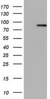 NEK11 Antibody (clone OTI5E9)
