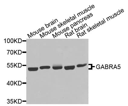GABRA5 Antibody