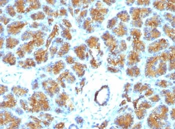 MFGE8 /Lactadherin Antibody (clone EDM45)