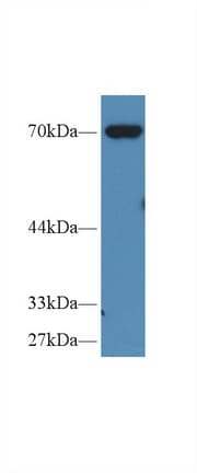 MSN / Moesin Antibody (aa354-577, APC)