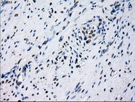 Monoclonal Mouse anti-Human ID3 Antibody (clone OTI8B3, IHC, IF, WB)